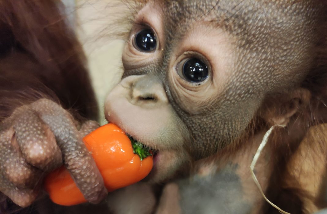 Der jüngste Orang-Utan-Nachwuchs Bayu ist auf einer von acht neuen Motivkarten in der Serie „Zooheld*in“ zu sehen