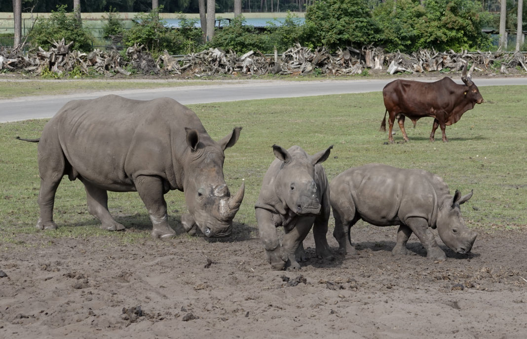 Nashornbabys im Serengeti-Park für Gäste zu sehen | 1