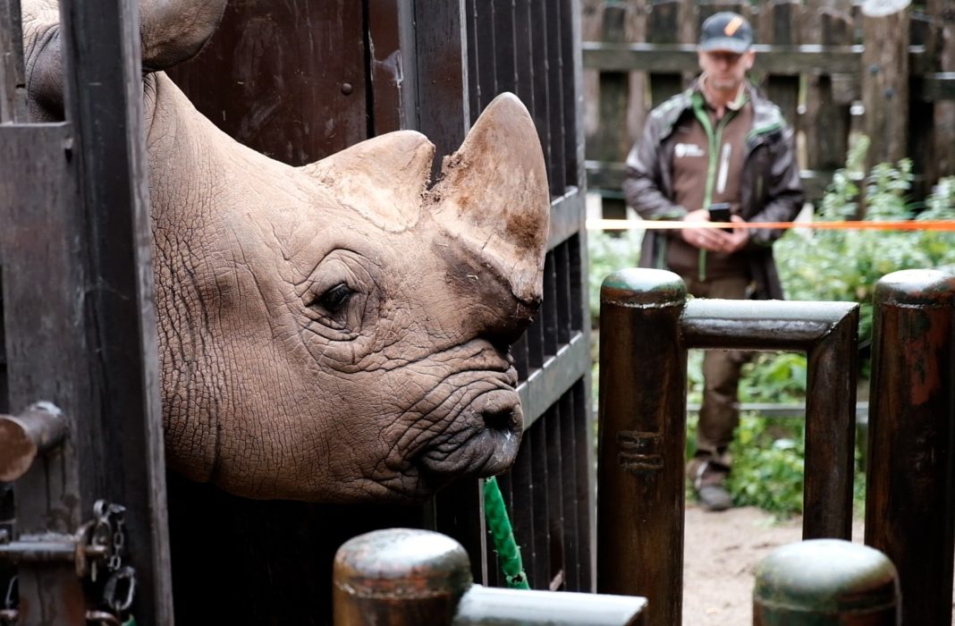 Nashornbulle Dino im Schweriner Zoo angekommen | 1