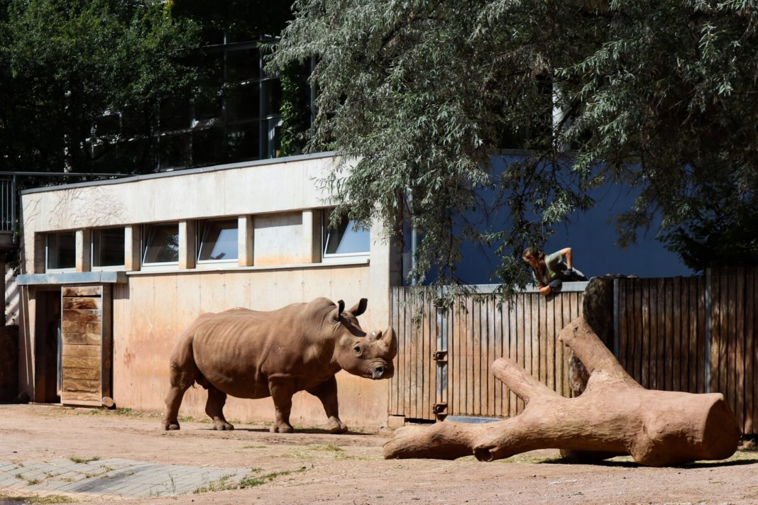 Neuer Nashornbulle für den Schweriner Zoo | 1