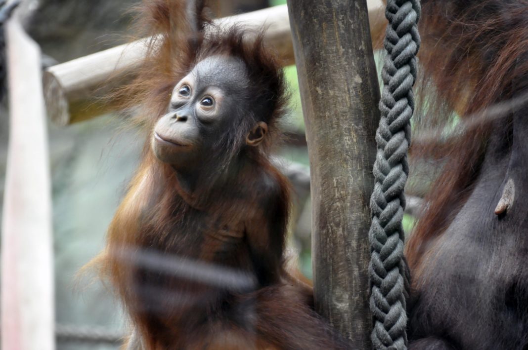 Zoo-Besucher spenden 5.000 Euro für Orang-Utans in Not e.V. | 1
