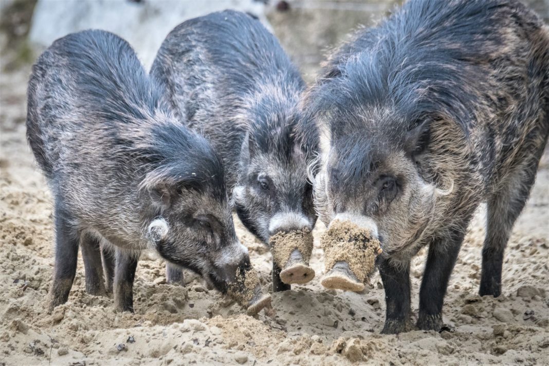 Zootier des Jahres: Starke Lobby für das Pustelschwein | 1