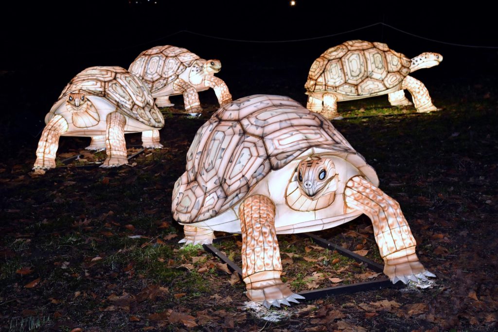 Tierische Verstärkung für die Rostocker Zoolights | 1