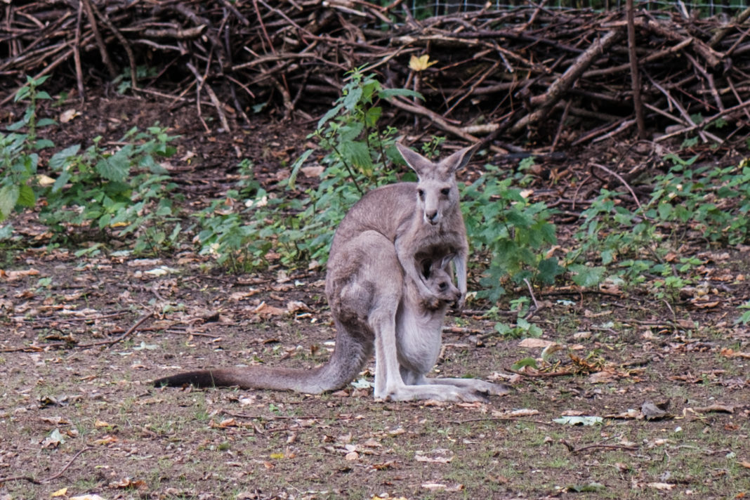 Beutelblitzer beim Grauen Riesenkänguru | 1