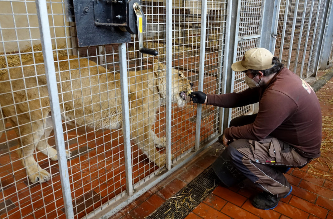 Gerettetes Löwenrudel ist im Serengeti-Park angekommen | 1