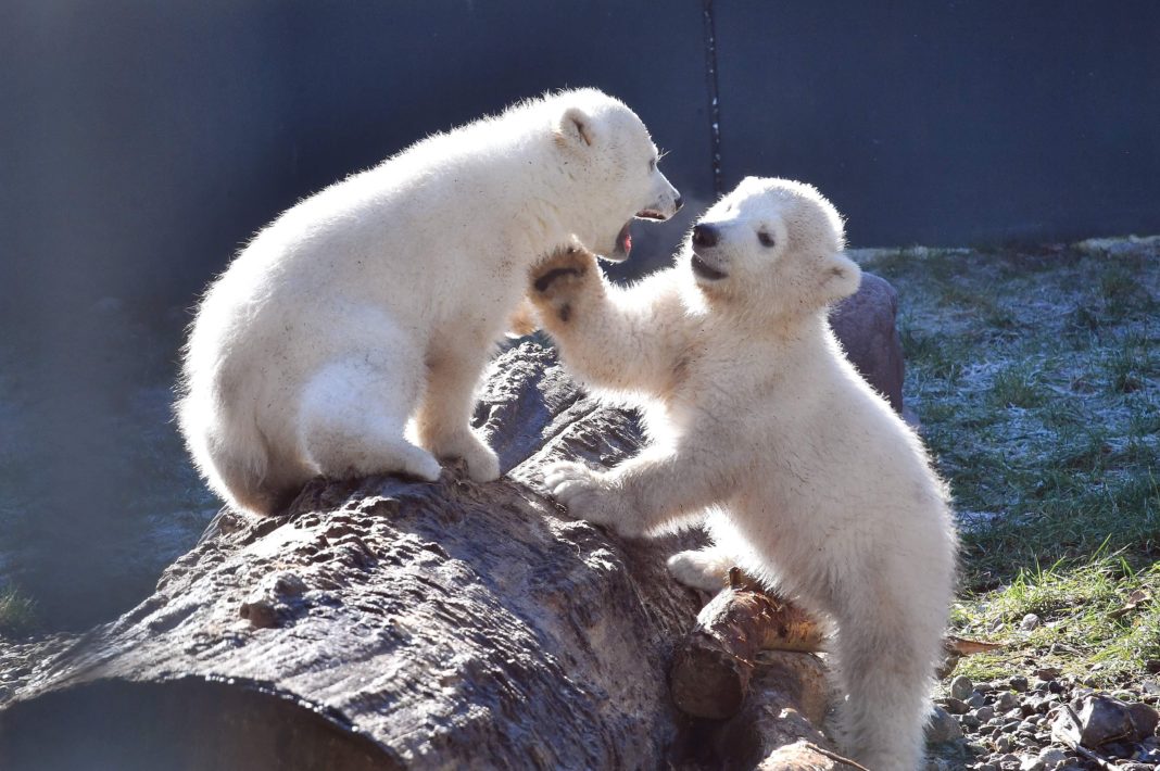 Eisbärenmädchen heißen Kaja und Skadi | 1