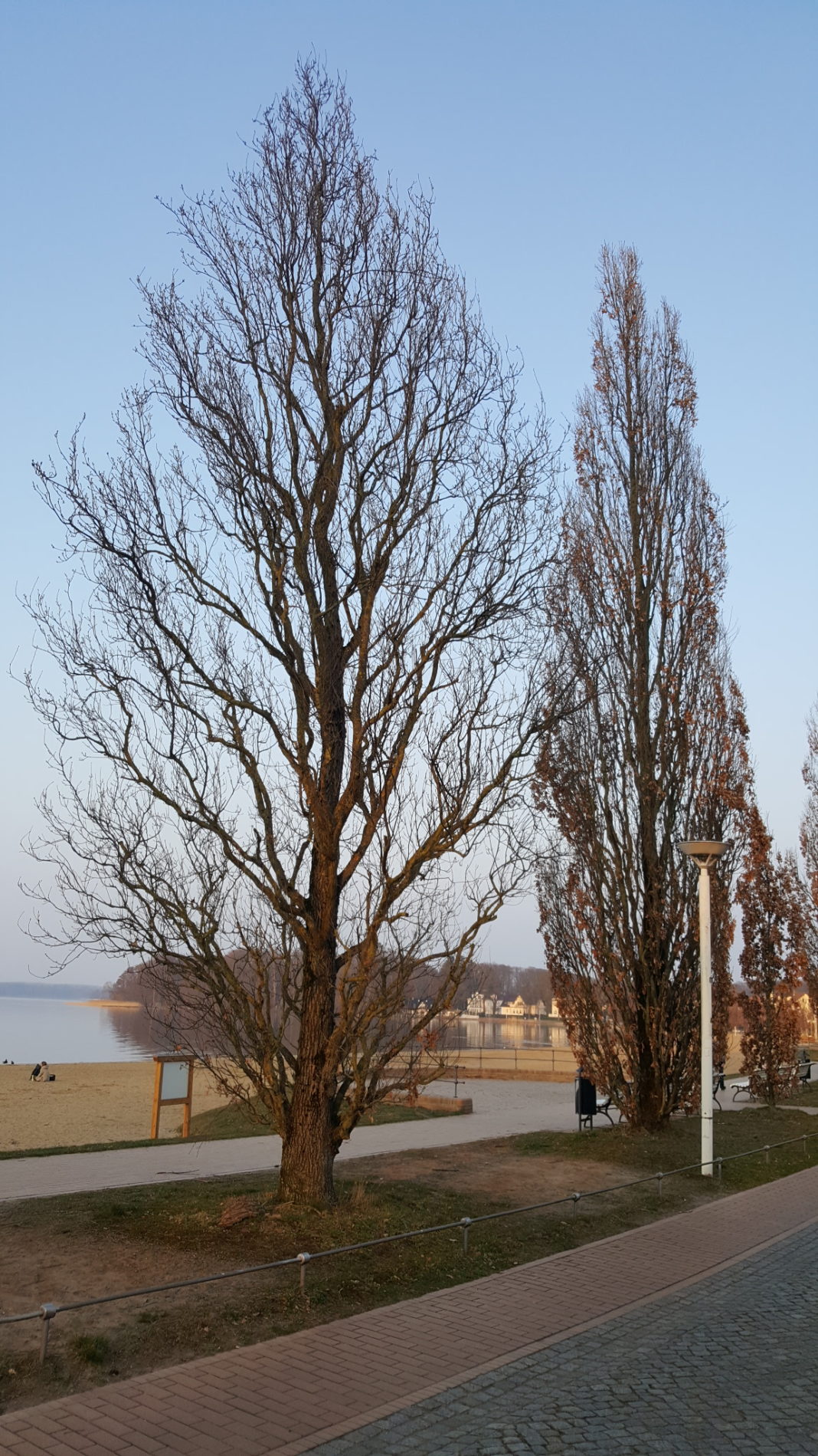 Baumpflege am Zippendorfer Strand | 1