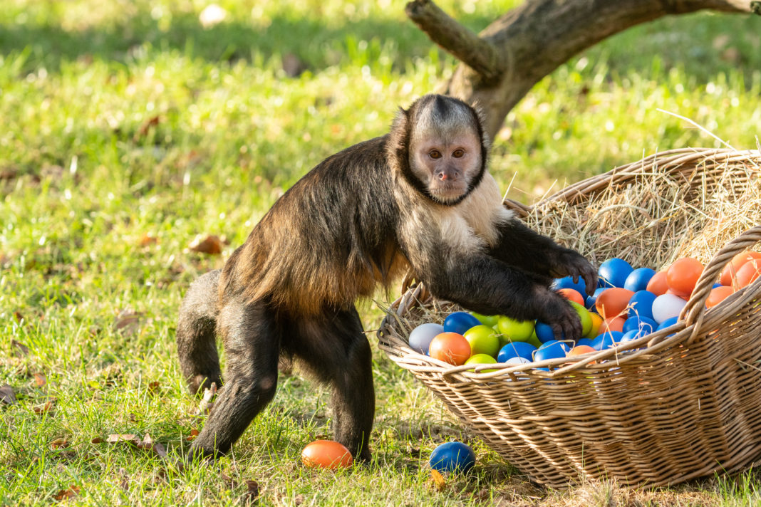 Ostern mit Eiersuche auf allen Kontinenten | 1