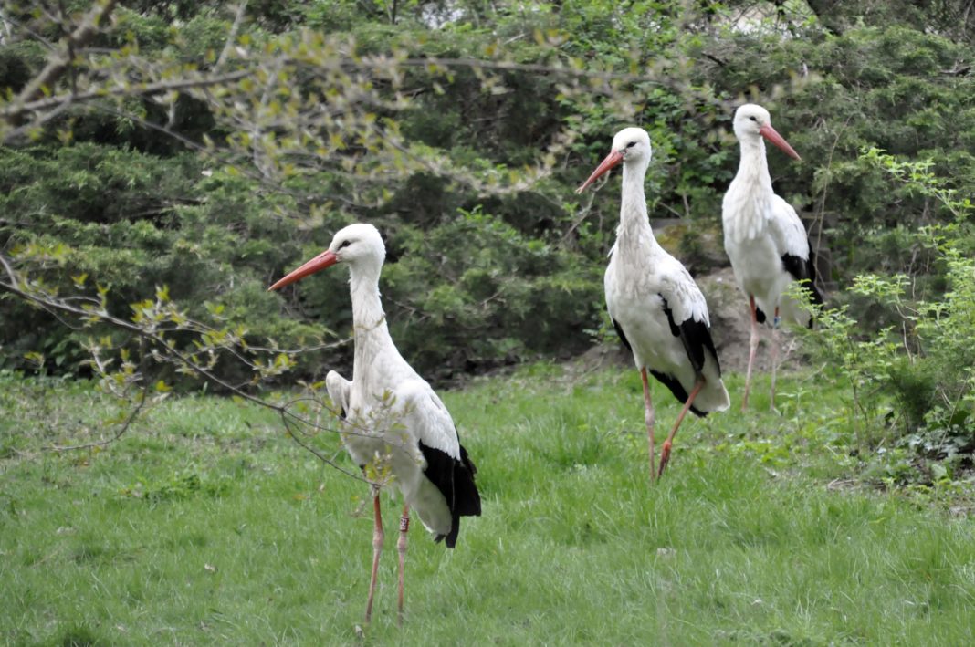 Weißstörche kehren in den Zoo Rostock zurück | 1