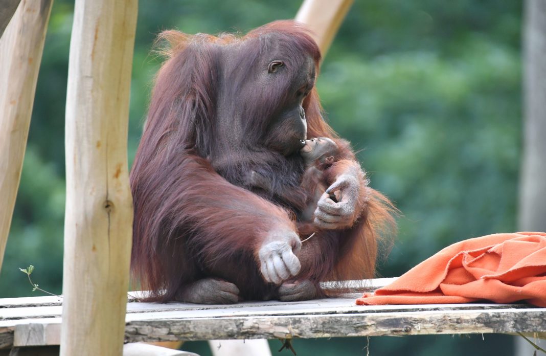 Jüngster Orang-Utan-Spross hört auf den Namen Akeno | 2