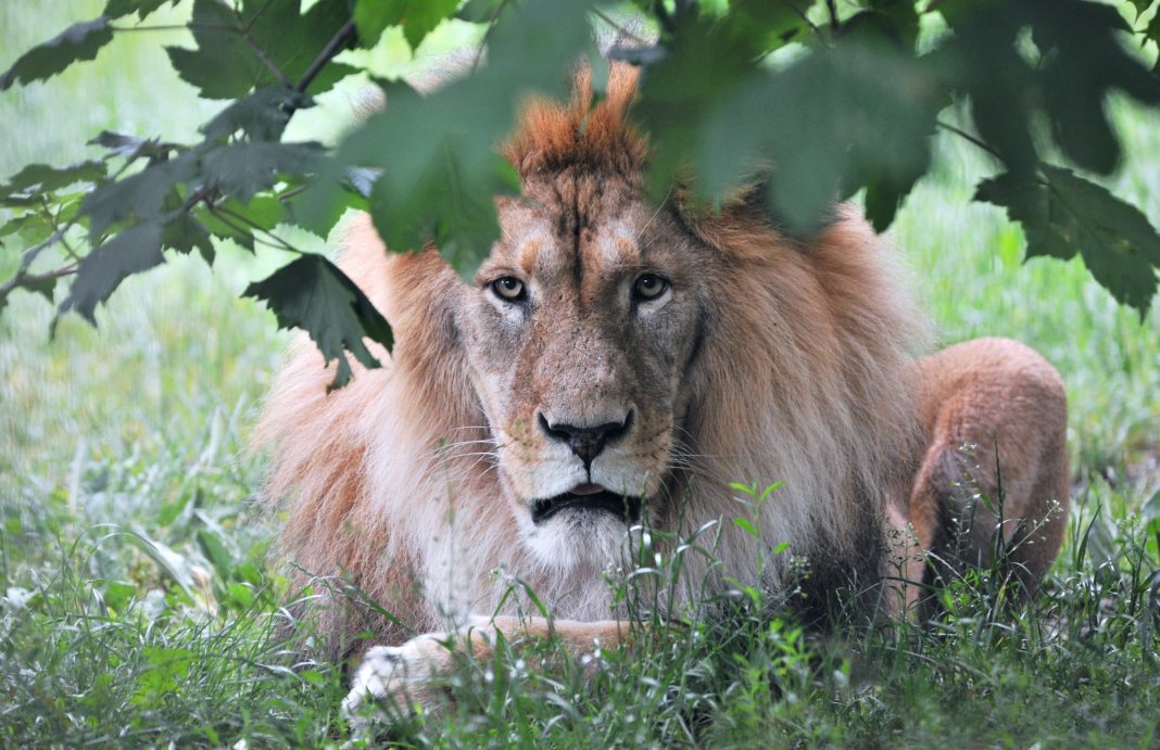 Katzen im Zoo Rostock | 1