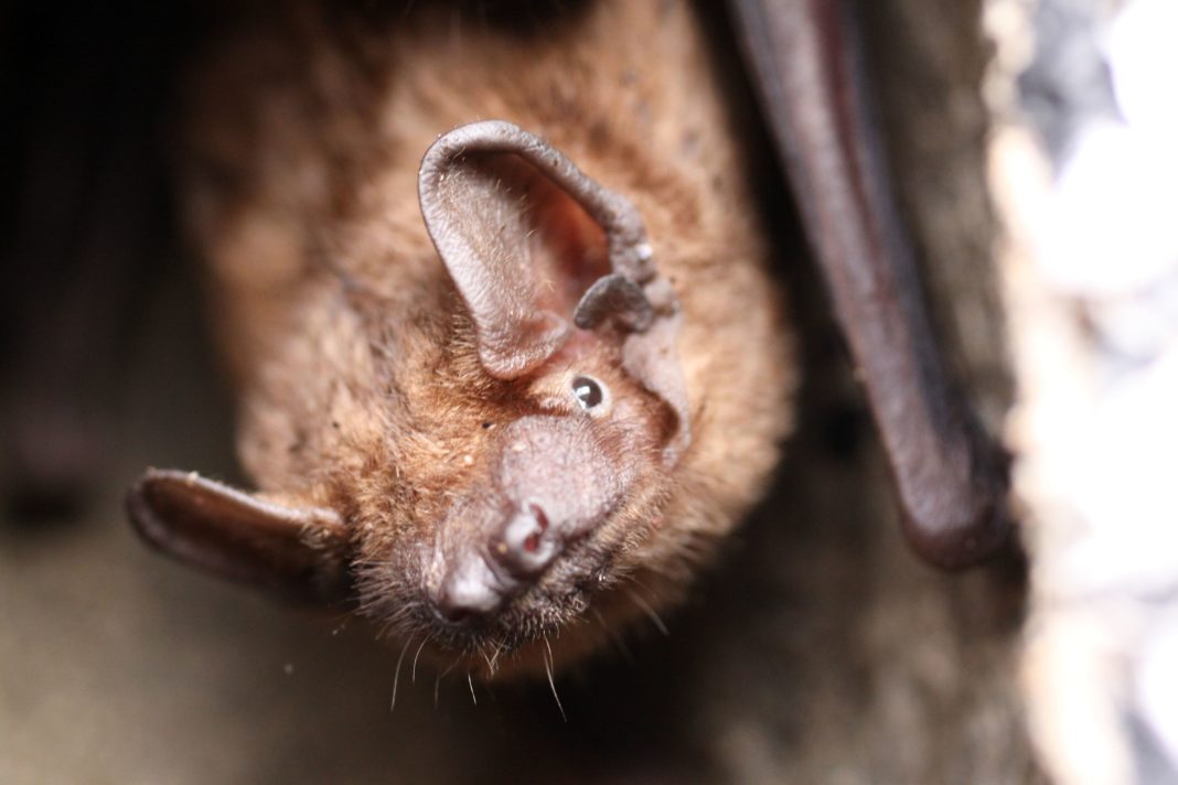 Fledermaus-Nacht und Artenschutztag im Zoo Rostock | 1