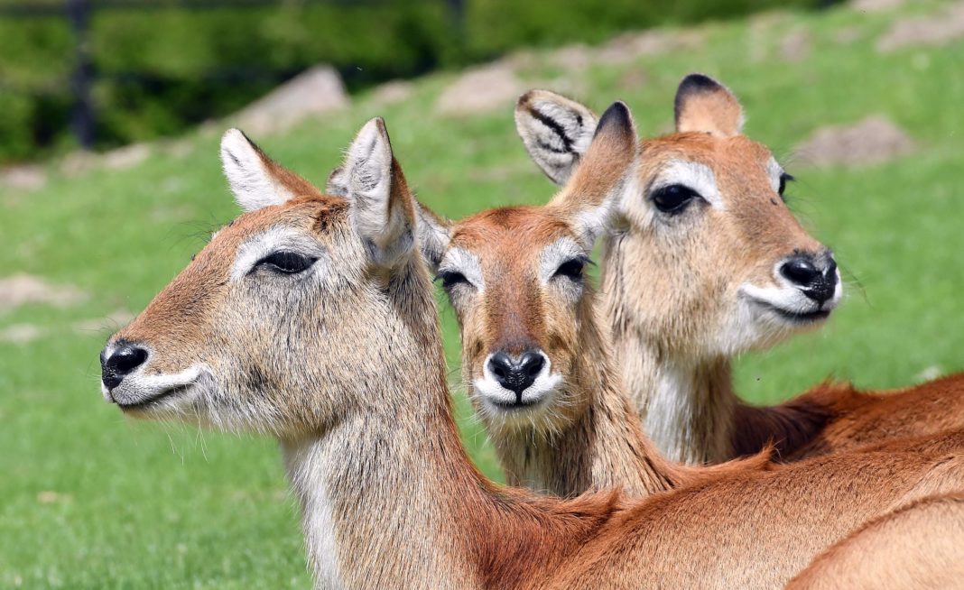 Huftiere im Zoo Rostock | 1