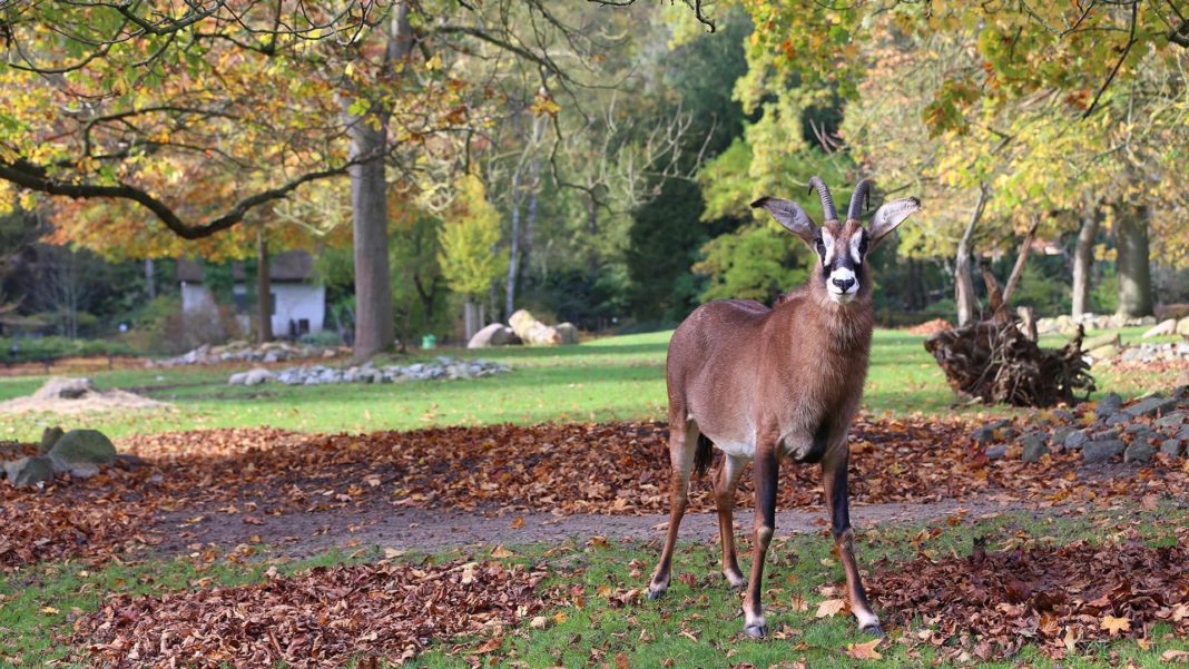 Herbstferien im Zoo | 1