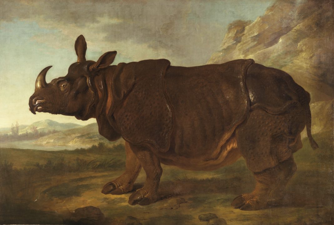 Nashorn „Clara“ ist ab heute im Rijksmuseum in Amsterdam zu sehen | 1