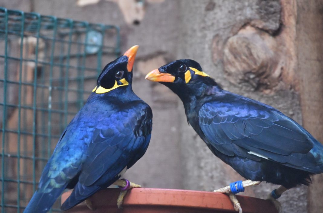 Traumpartner gesucht - Match im Beo-Tinder macht große Hoffnung im Zoo Rostock | 1