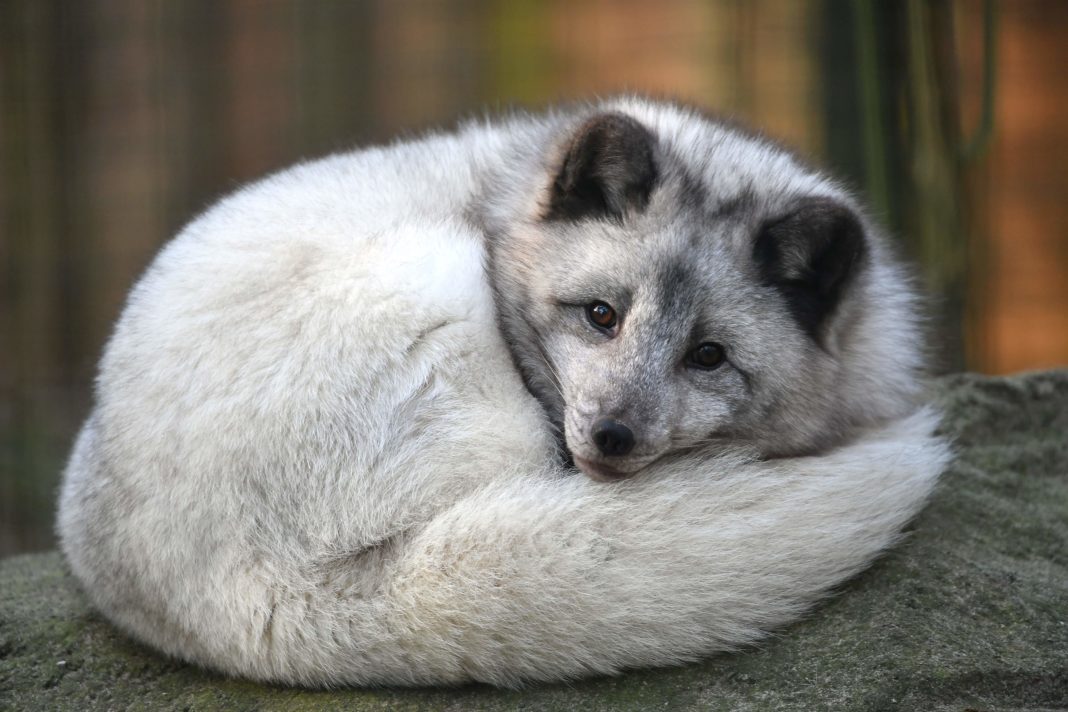 Tolle Führungen und Aktionen im Dezember im Zoo Rostock | 1