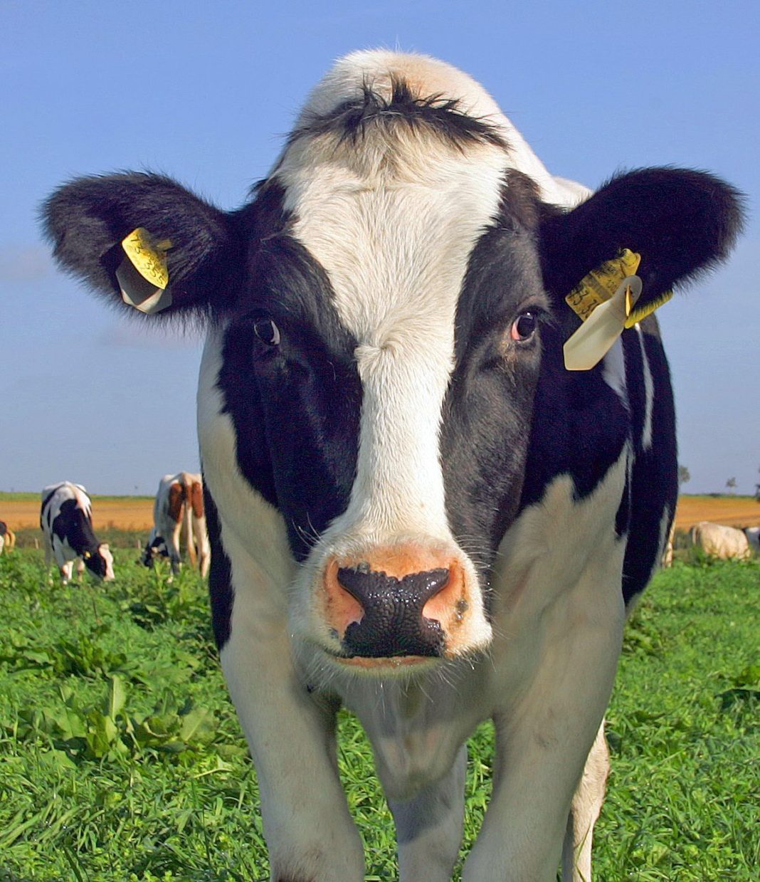 Die Kühe und das Klima – historische Daten offenbaren Überraschendes | 1