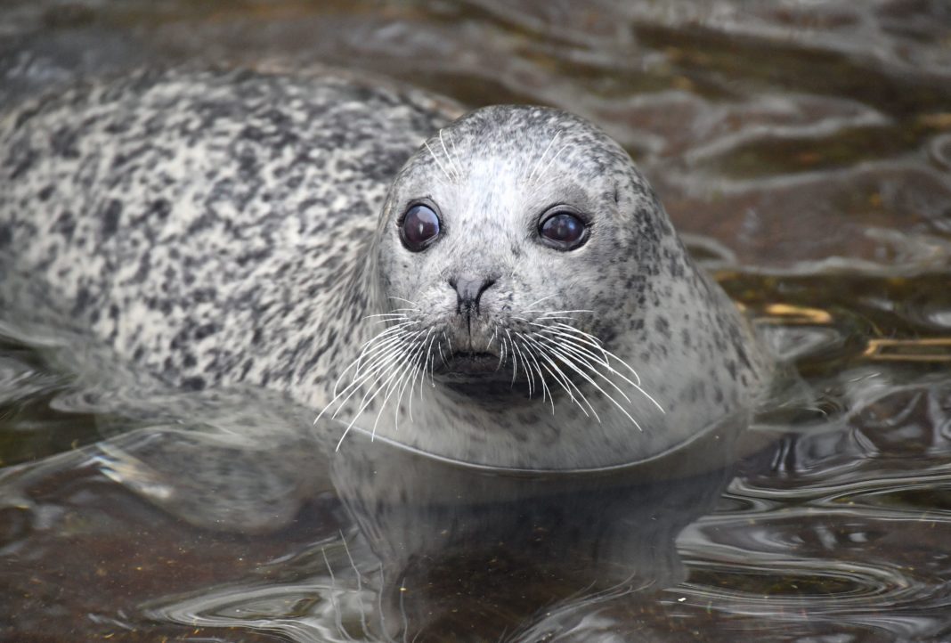 Bau der neuen Robbenanlage im Zoo Rostock startet im Frühjahr | 1