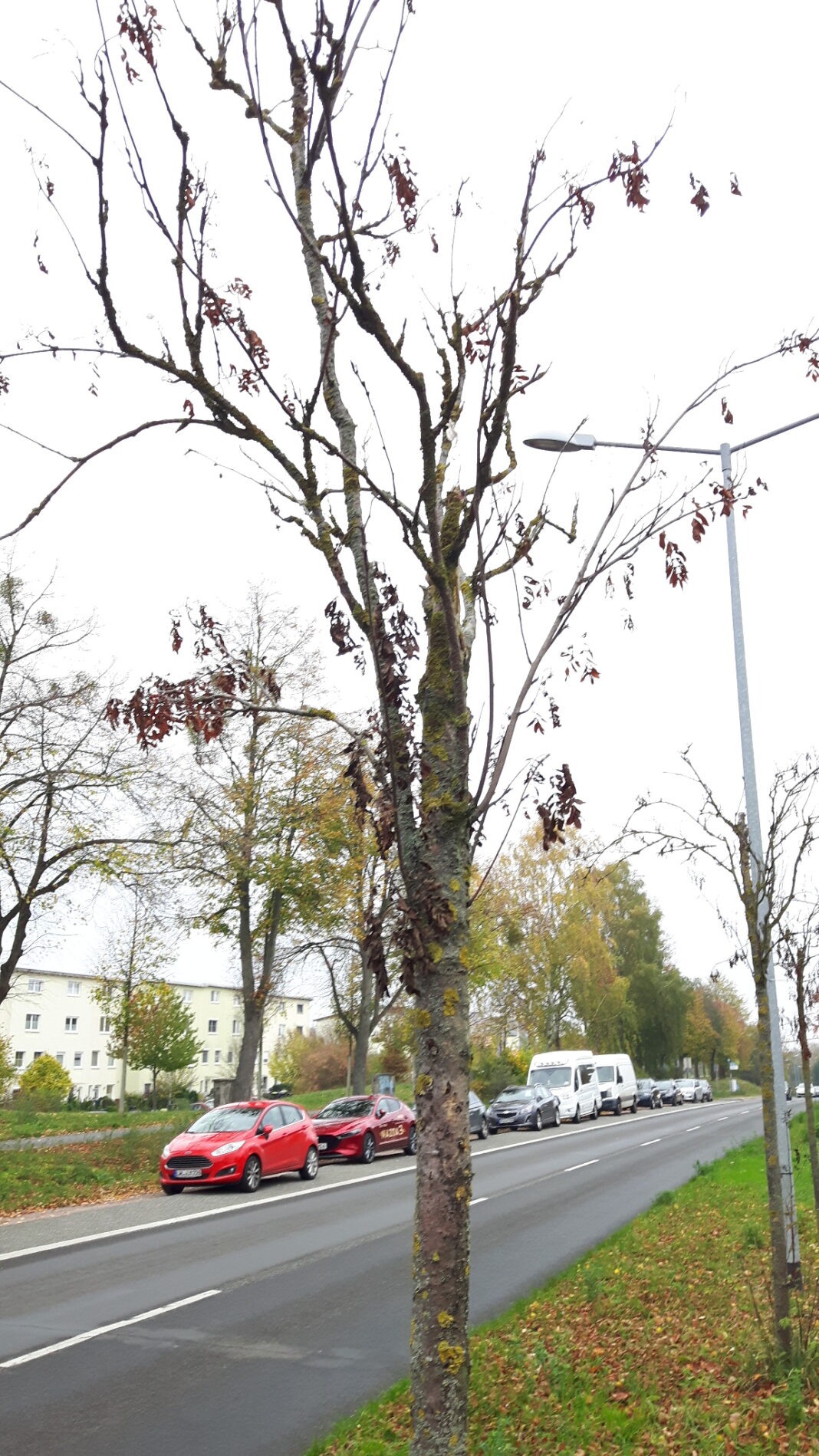 Baumfällungen in der Ludwigsluster Chaussee erforderlich | 1