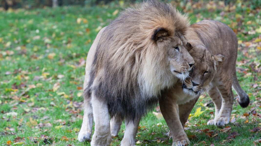 Tierisch viel los während der Winterferien im Zoo | 1