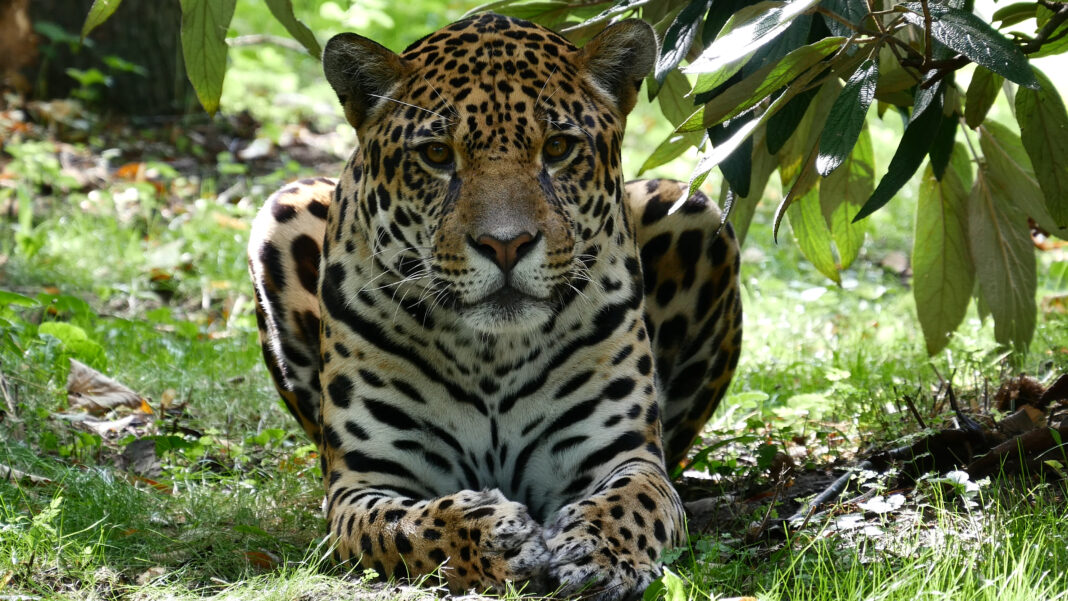 Katzen im Zoo Rostock | 1