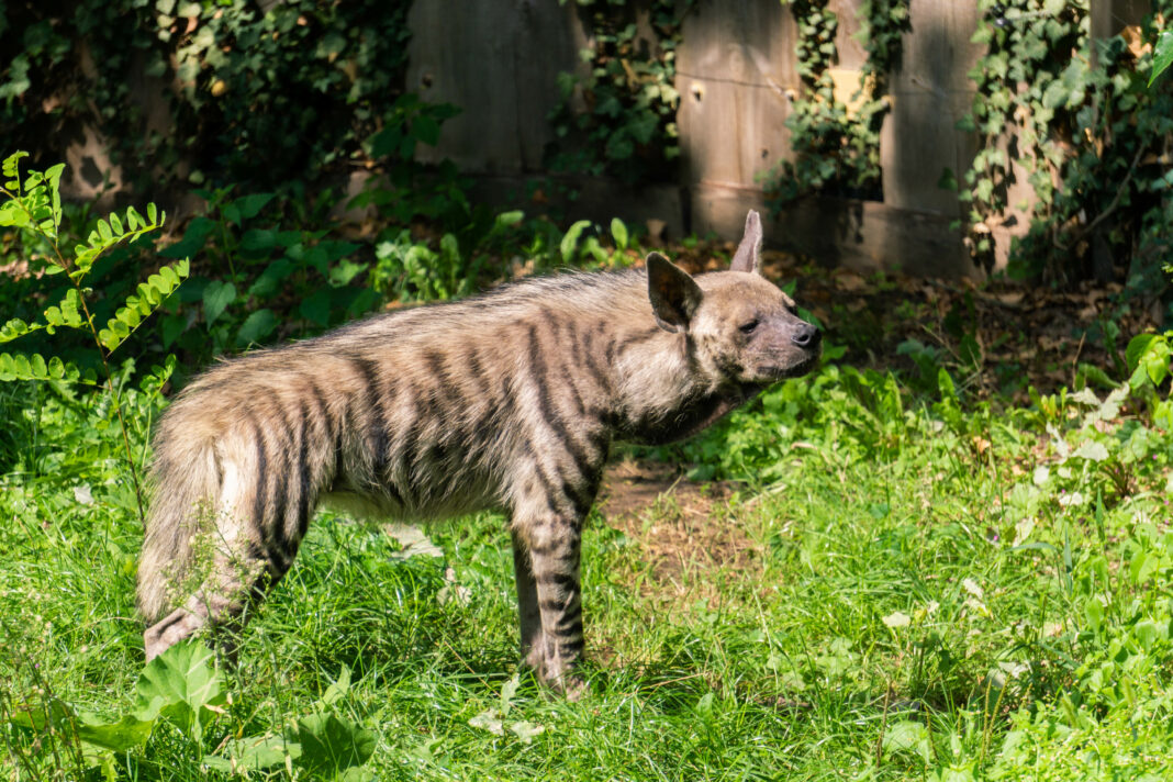 Rückblick auf das Jahr 2022 und aktuelle Bauprojekte im Schweriner Zoo | 1