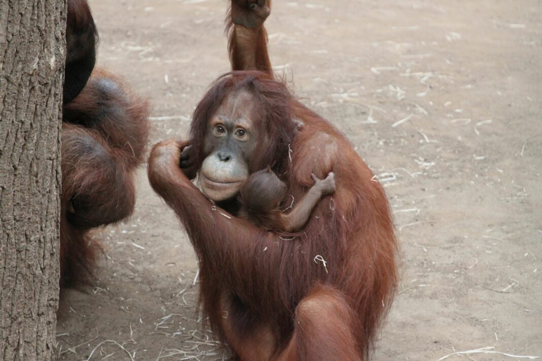 Zum siebten Mal Nachwuchs bei den Orang-Utans im Darwineum | 1