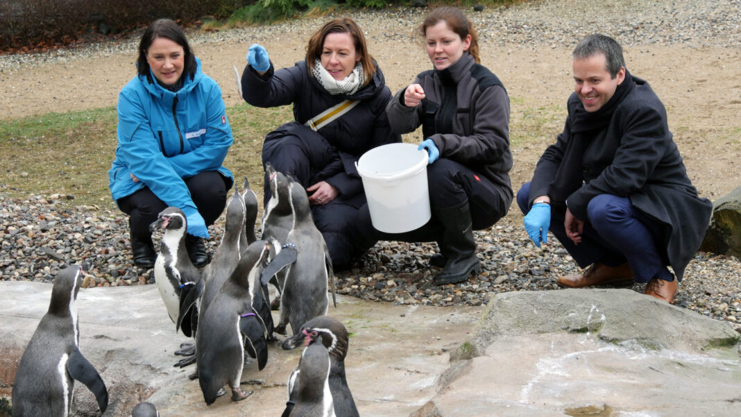 Nachwuchs bei den Humboldtpinguinen erwartet | 1