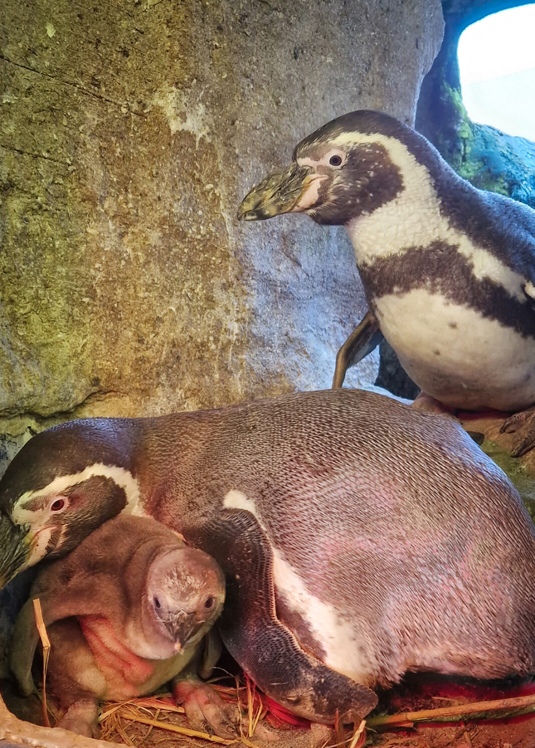 Pinguinnachwuchs im OZEANEUM Stralsund | 1