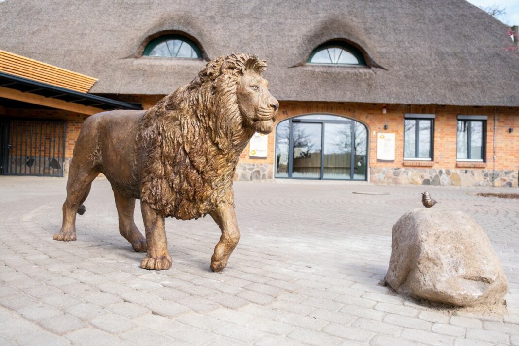 Bronzelöwe im Schweriner Zoo enthüllt | 1