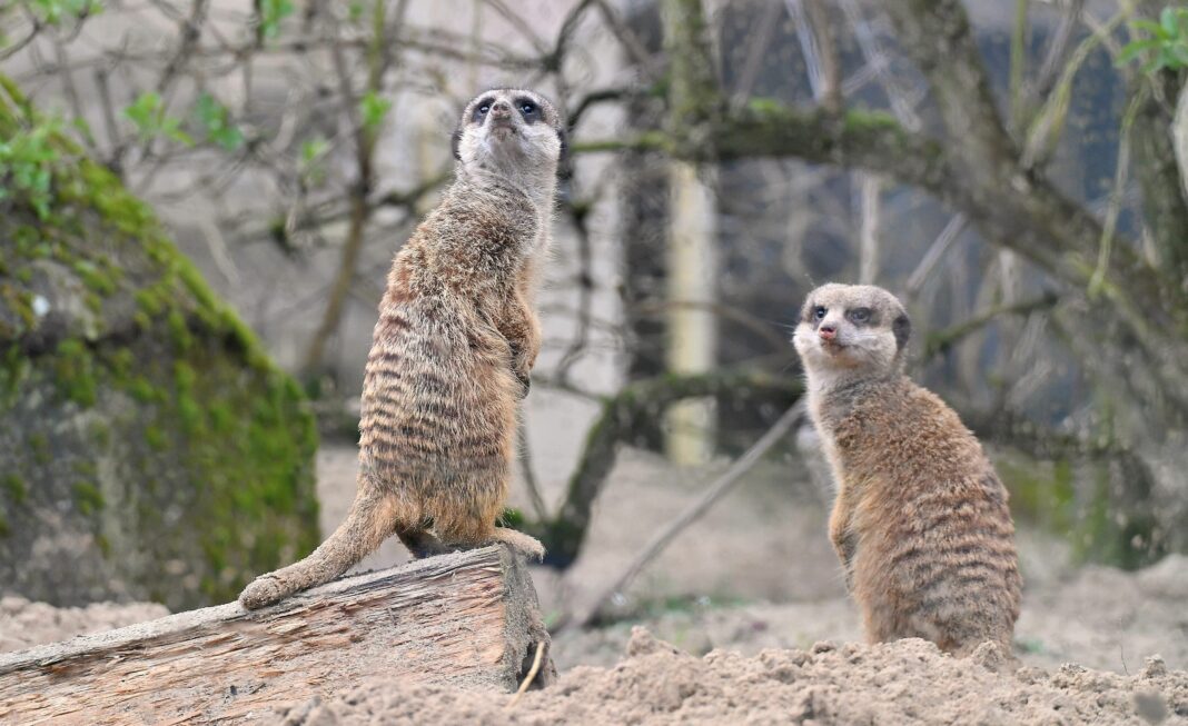 LOTTO MV-Geschäftsführer begrüßte die neue Erdmännchengruppe im Zoo Rostock | 1