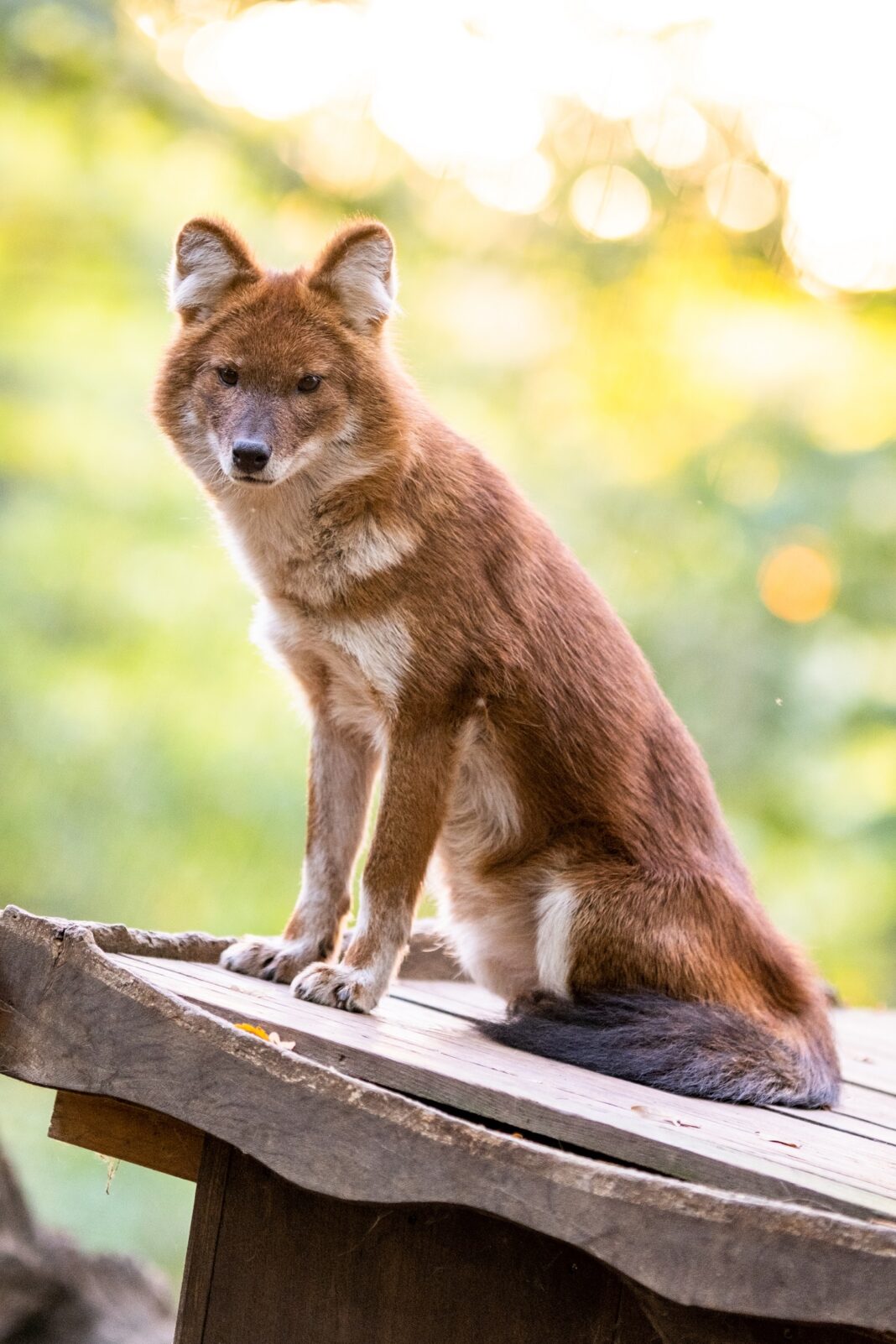 5. Zoolauf: Laufen für den Artenschutz | 1