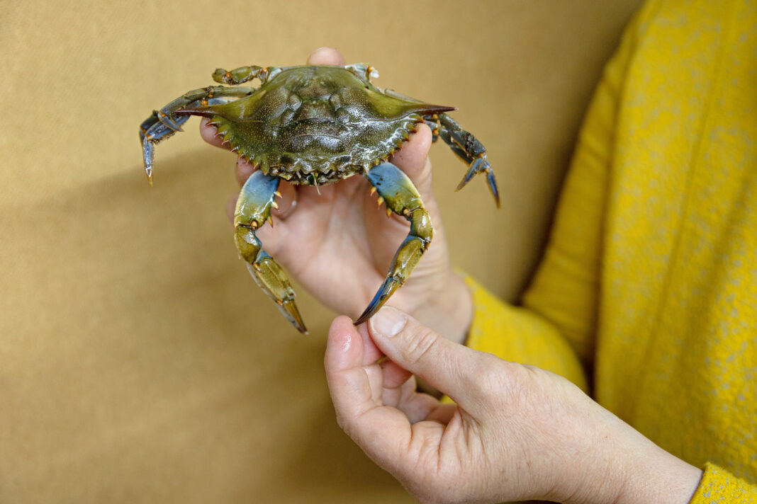 Erstmalig Blaukrabbe in der südlichen Ostsee nachgewiesen | 1