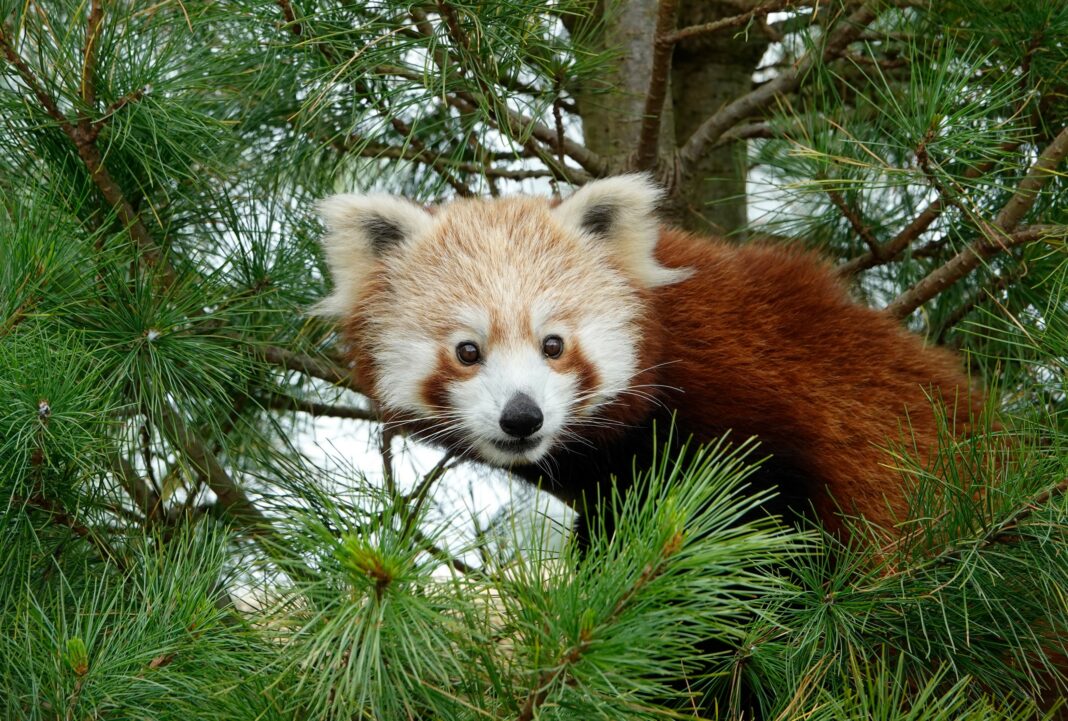 Roter Panda im Serengeti-Park angekommen | 1