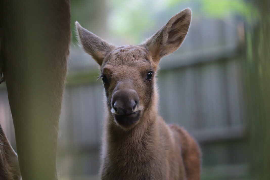 Kostenfreie Sonntagsführung zu den Jungtieren im Zoo | 1