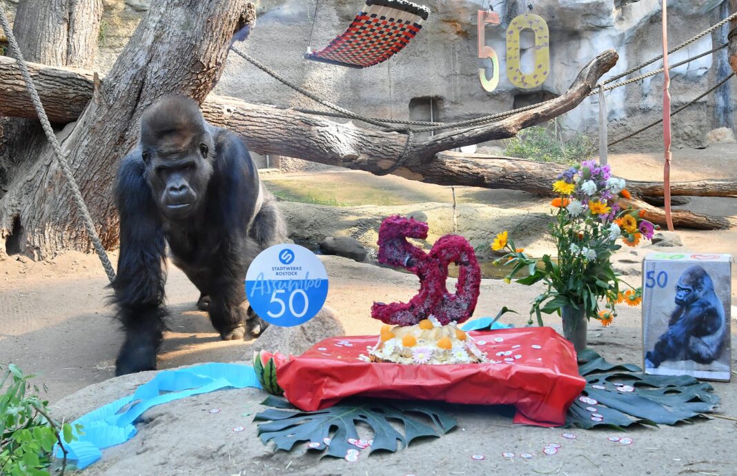 Gorilla Assumbo ist 50 Jahre alt geworden | 1