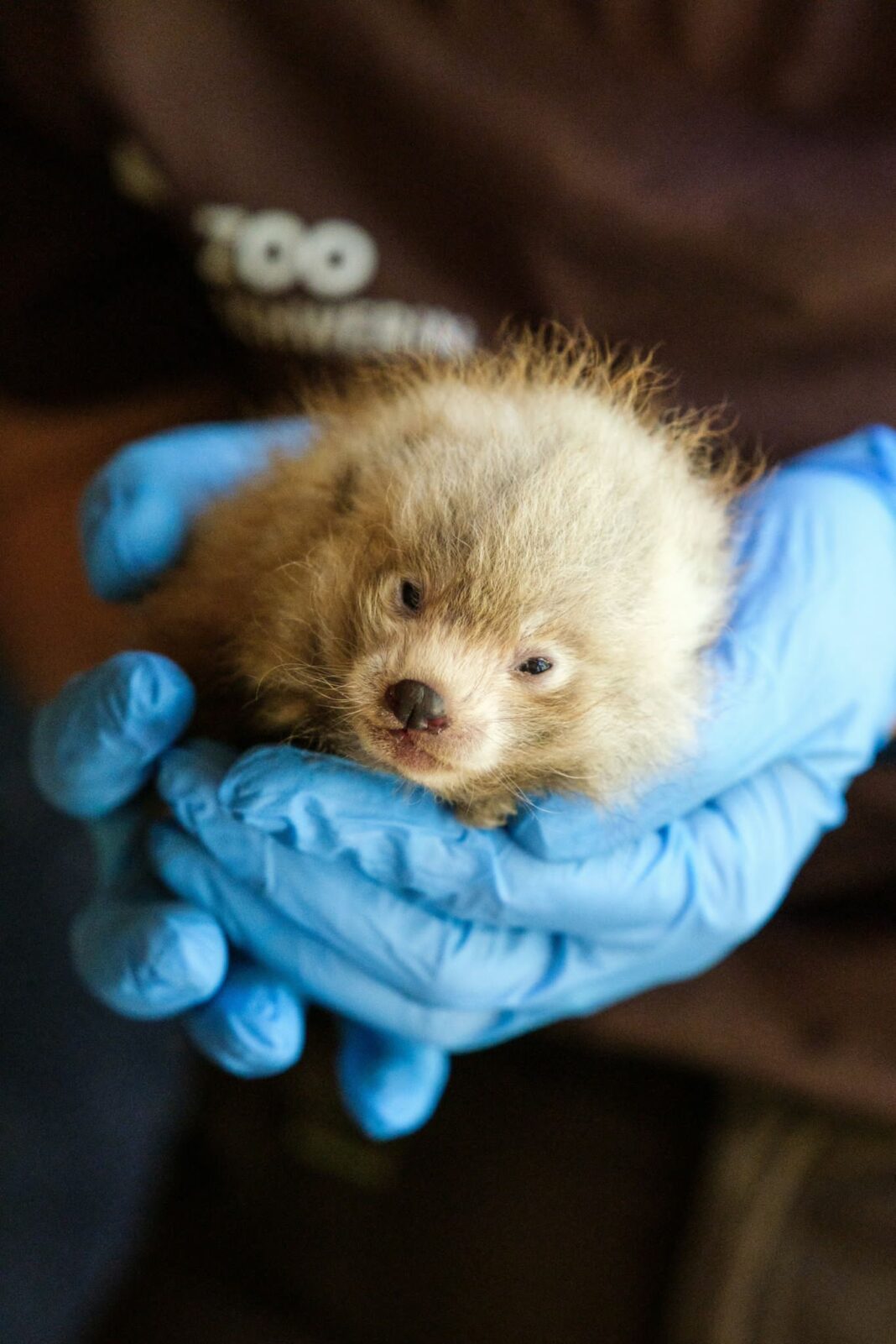 Freudige Nachricht aus dem Zoo Schwerin: Erstmals Rote Pandas geboren | 1