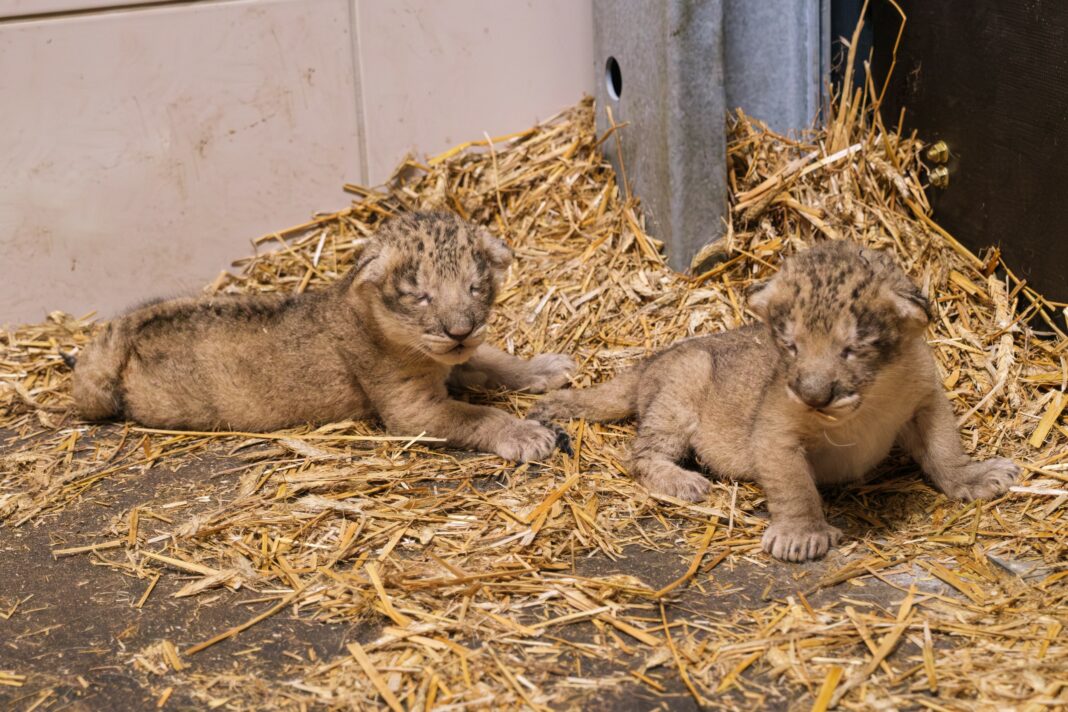 Löwennachwuchs im Zoo Schwerin | 1