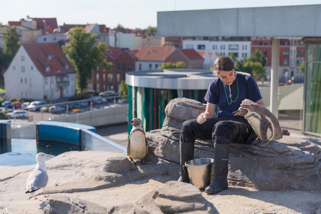 Vortrag im Ozeaneum informiert über Museumsberufe | 1