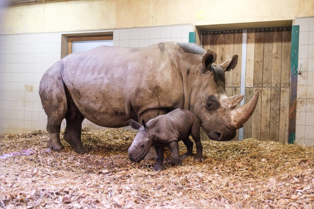 Erstmals Nachwuchs bei den Südlichen Breitmaulnashörnern im Zoo Schwerin | 1