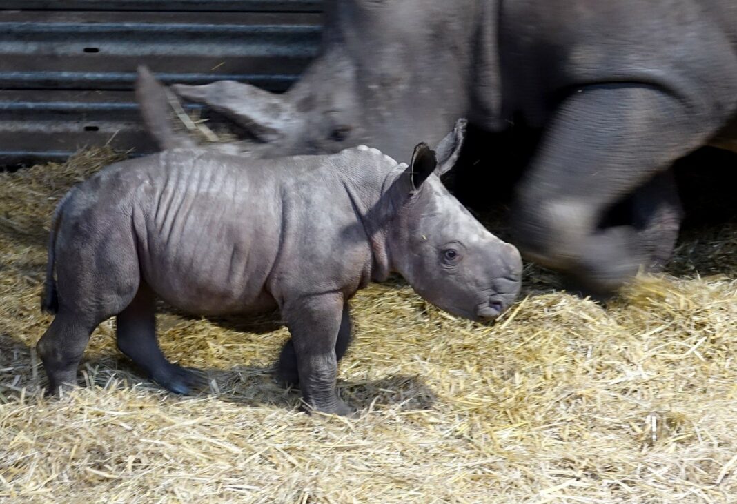 Genetisch besonders wertvolles Nashorn-Baby im Serengeti-Park Hodenhagen geboren | 1