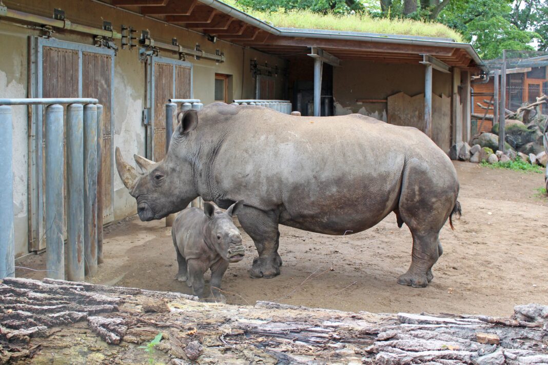 Patenschaft für Nashorn-Baby | 1