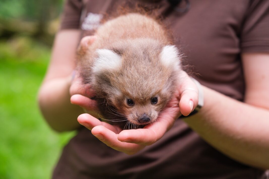 Pandajungtier plötzlich verstorben | 1