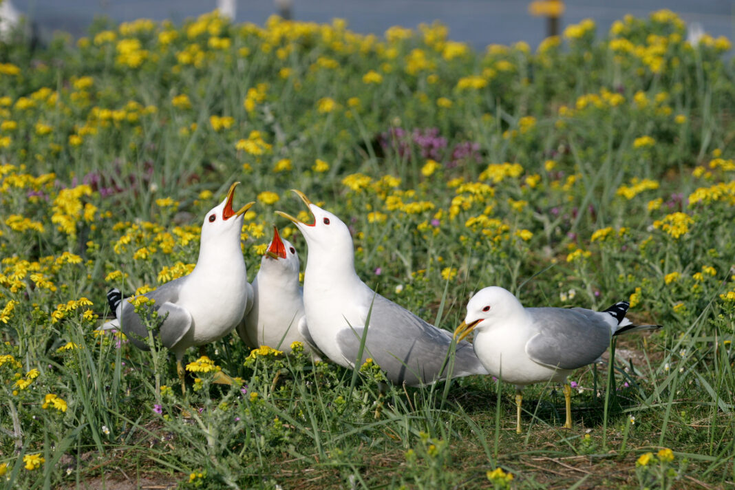 Als Betreuer auf der Vogelschutzinsel Langenwerder | 1