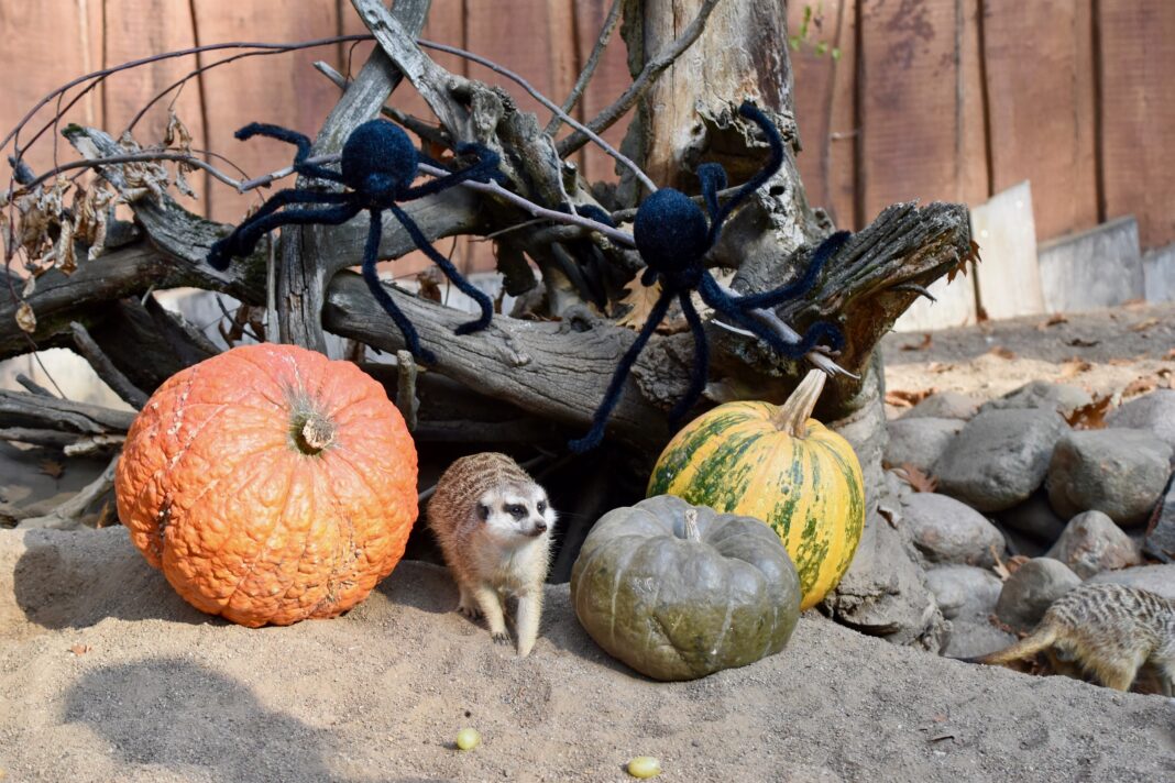 Halloweenzeit im Zoo Schwerin | 1