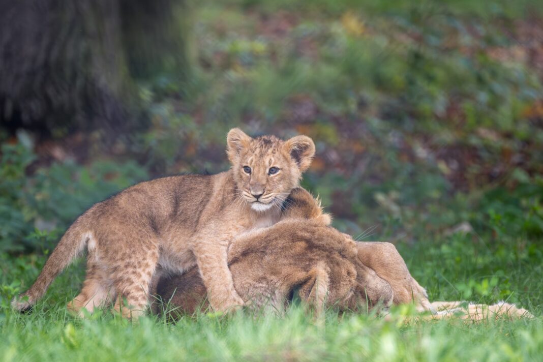 Löwennachwuchs im Zoo Schwerin erhält Namen | 1