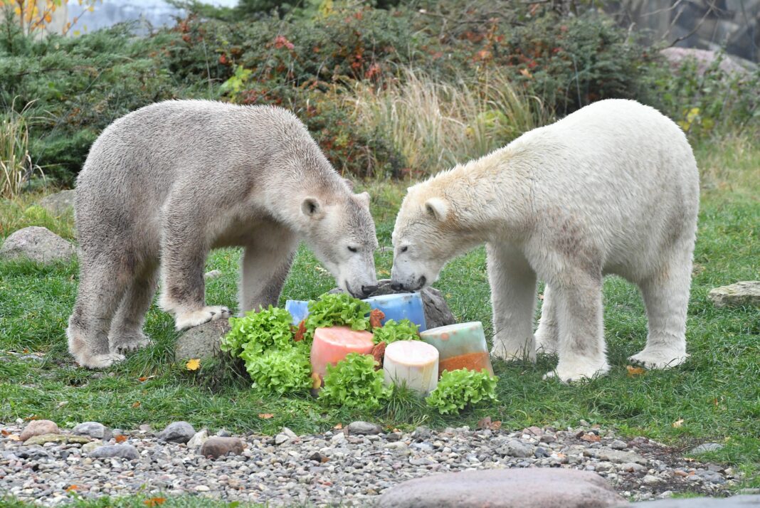 Viele Besucher zum 2. Geburtstag der Eisbärenzwillinge Kaja und Skadi | 1
