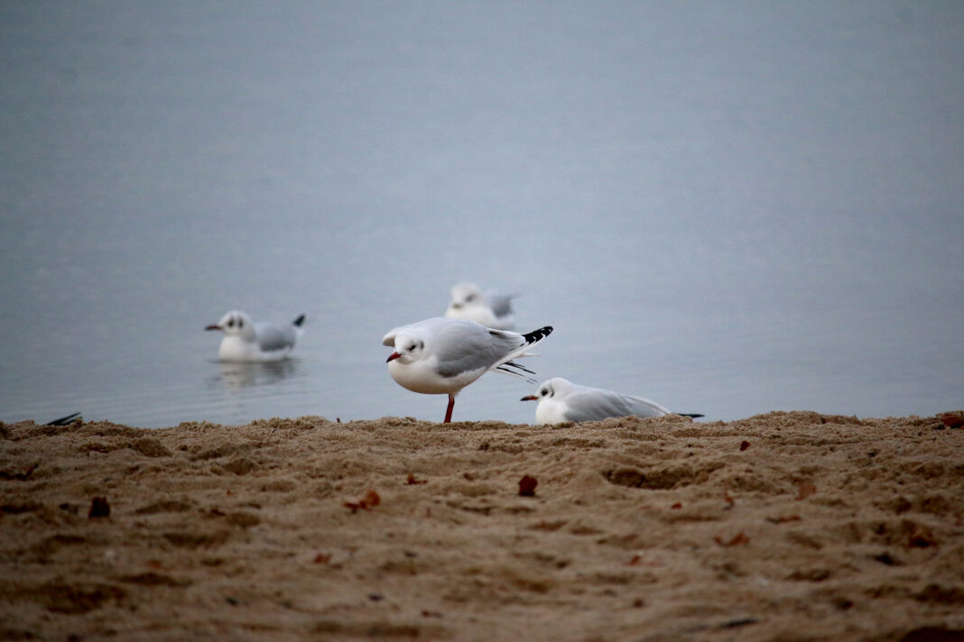 Zugvögel im Winter | 1