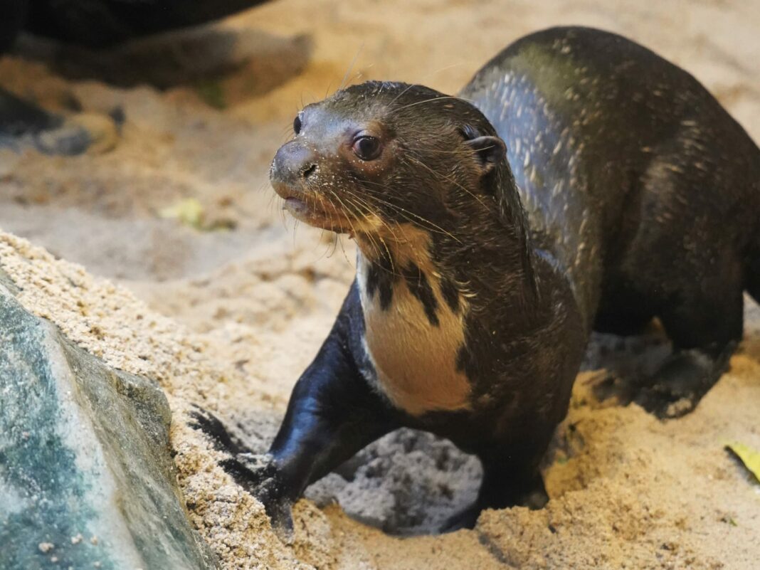 Riesenotter „Hermine“ im Zoo Halle eingetroffen | 1